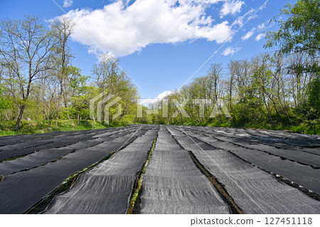 A photo of a wasabi farm with black curtains set up to provide shade. 127451118