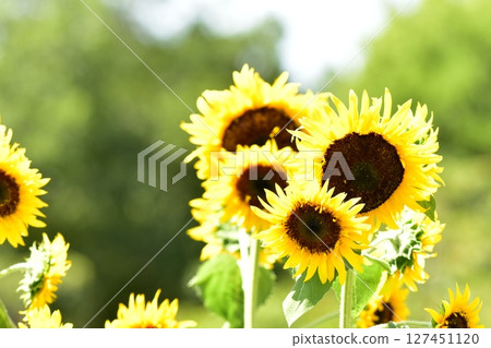 說到夏天的花朵,黃色的向日葵 說到夏天的花朵,黃色的向日葵 127451120