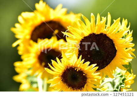 Yellow sunflower Yellow sunflower 127451121