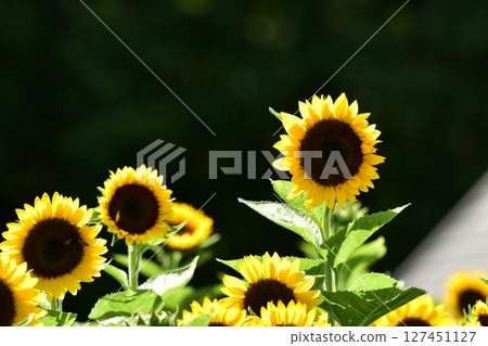 Sunflower blooming towards the sun Sunflower blooming towards the sun 127451127