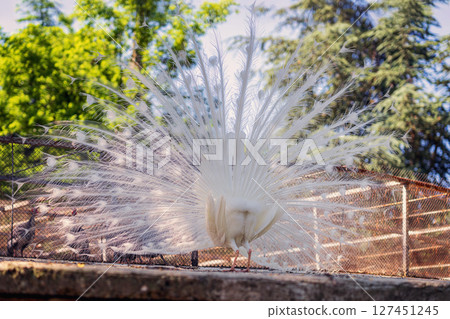 Rear view of white peacock with fully spread tail feathers in sunny zoo enclosure. Albino plumage forms elegant radial symmetry in bright light. Concept of rarity, natural beauty, exotic bird display Rear view of white peacock with fully spread tail feathers in sunny zoo enclosure. Albino plumage forms elegant radial symmetry in bright light. Concept of rarity, natural beauty, exotic bird display 127451245
