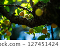李子果實 127451424