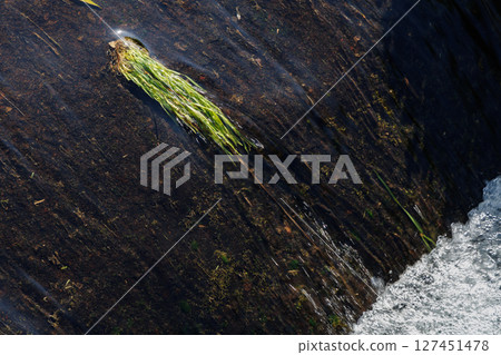 湧出泉水的溪流(阿蘇郡南阿蘇村) 湧出泉水的溪流(阿蘇郡南阿蘇村) 127451478