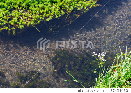 A stream with spring water (Minamiaso Village, Aso District) A stream with spring water (Minamiaso Village, Aso District) 127451480