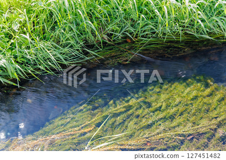 A stream near the Terasaka spring (Minamiaso Village, Aso District) A stream near the Terasaka spring (Minamiaso Village, Aso District) 127451482