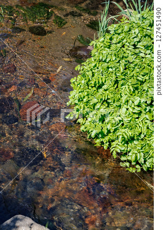 A stream with spring water (Minamiaso Village, Aso District) A stream with spring water (Minamiaso Village, Aso District) 127451490