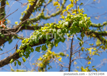 Fresh green trees (Minamiaso Village, Aso District) Fresh green trees (Minamiaso Village, Aso District) 127451494