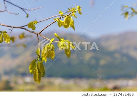Spring rural scenery (Minamiaso Village, Aso District) 127451496