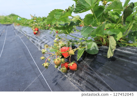 草莓採摘 127452045