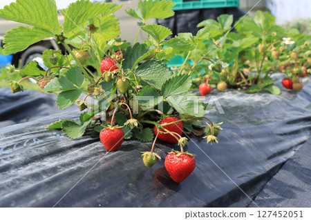 草莓採摘 127452051