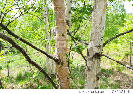 Birch bark peels in early summer Birch bark peels in early summer 127452306