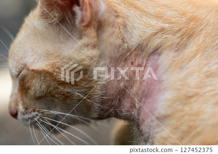 Stray Cat with Visible Sarcoptic Mange and Hair Loss on Neck Due to Notoedres Infestation 127452375