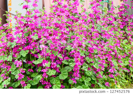 The Japanese name is "Zeniaoi" and it is the crest of the Tokugawa family. The herb name is "Common Mallow" and it is a herb that is effective for treating sore throats. 127452576