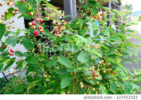 Juneberries have cute red berries - a June fruit that small birds love Juneberries have cute red berries - a June fruit that small birds love 127452583