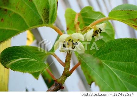 Yellowish white flowers of the original species of the Japanese quince 127452584