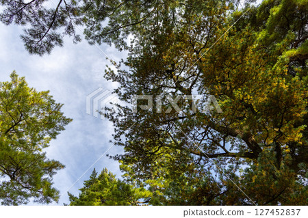 Looking upward through overlapping pine branches reveals crown of textures and colors in transition 127452837