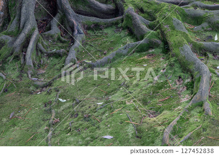 Tree roots spreading across moss-covered ground, forming an organic natural pattern Tree roots spreading across moss-covered ground, forming an organic natural pattern 127452838
