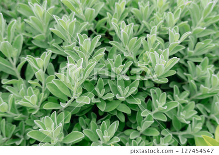 Close up small  green leaves. Natural background 127454547