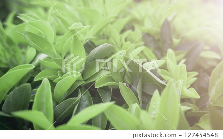Close up small green leaves and sunlight. Natural background Close up small green leaves and sunlight. Natural background 127454548