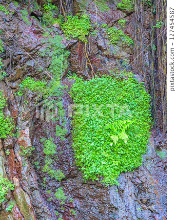 A damp wall covered in plants. 127454587