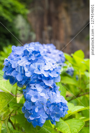 Hydrangeas and rock-carved Buddha at Fukoji Temple on Mount Chikushi Hydrangeas and rock-carved Buddha at Fukoji Temple on Mount Chikushi 127454601