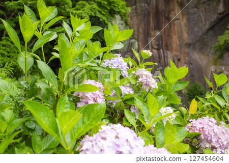 築紫山福光寺的繡球花和岩雕佛像 127454604