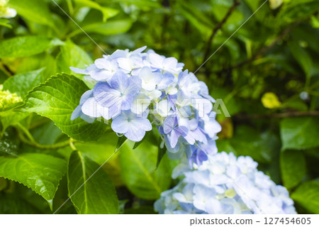Hydrangeas shining in the rain 127454605