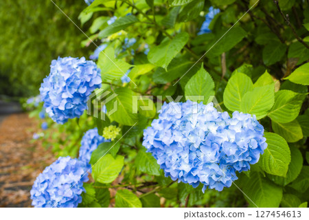 Hydrangeas shining in the rain 127454613