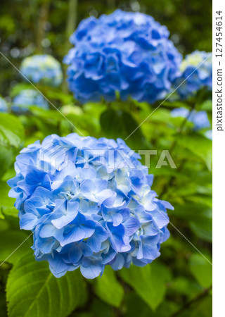 雨中閃耀的繡球花 127454614