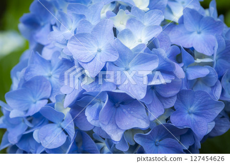 Blue hydrangea petals 127454626