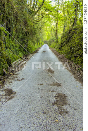 forest track 127454629