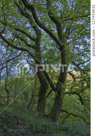 trees in the forest trees in the forest 127454632