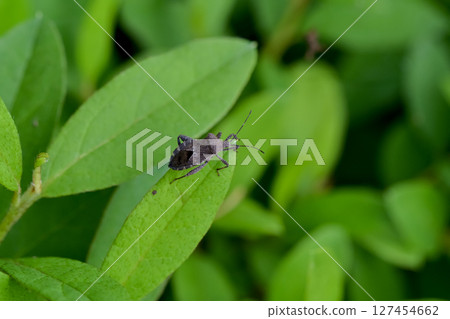 Hojoki bug Hojoki bug 127454662