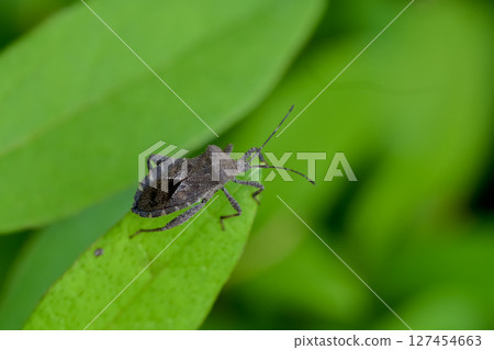 Hojoki bug 127454663