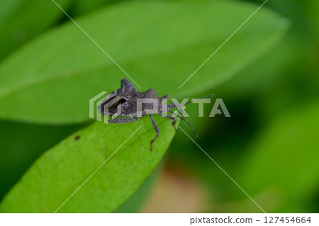 Hojoki bug 127454664