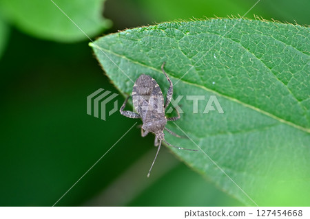Hojoki bug 127454668