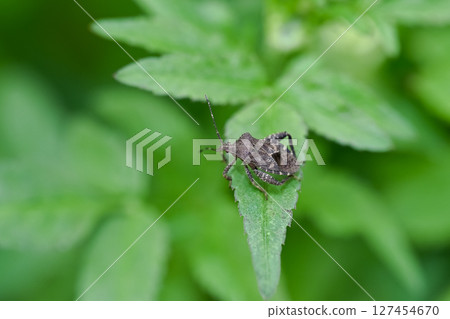 Hojoki bug 127454670