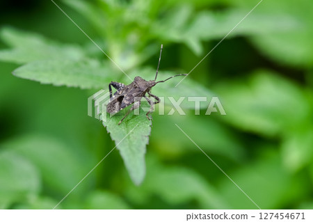 Hojoki bug 127454671