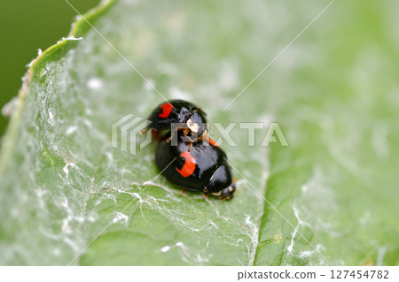 異色瓢蟲 127454782