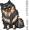 Pomeranian dog illustration color 127455088