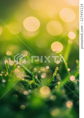 grass dew droplets depth field effect 127455114