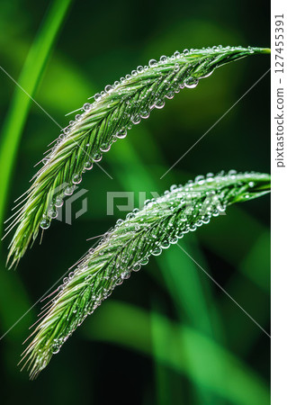 grassy plant water droplets background closeup 127455391
