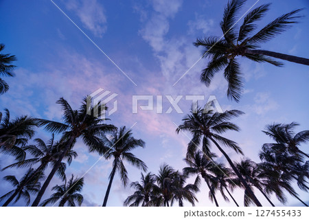 Silhouetted palm trees of Miami Beach stand tall against a vibrant sunset sky Silhouetted palm trees of Miami Beach stand tall against a vibrant sunset sky 127455433