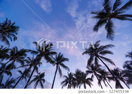 Silhouetted palm trees of Miami Beach stand tall against a vibrant sunset sky 127455536