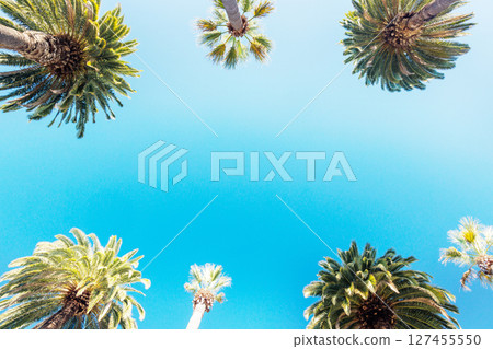 Tall, vibrant palm trees reaching towards a clear blue sunny sky 127455550