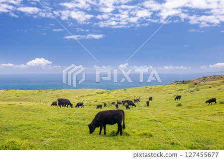 Cows grazing in a vibrant green meadow Cows grazing in a vibrant green meadow 127455677