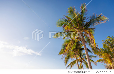 Tall sunny palm trees reaching into a clear blue sky 127455696