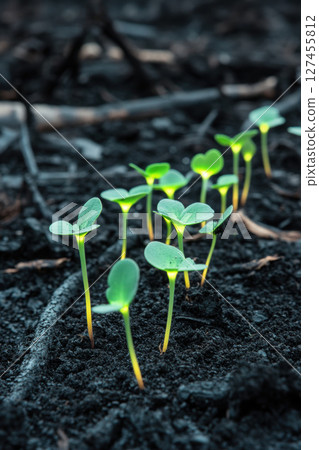 plant ground closeup green leaves sprouting 127455812