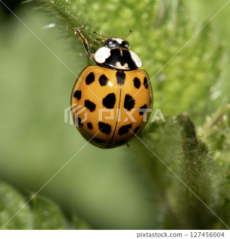 Close up of a UK British Ladybird or Ladybug Insect in the wild Close up of a UK British Ladybird or Ladybug Insect in the wild 127456004