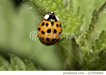 Close up of a UK British Ladybird or Ladybug Insect in the wild 127456005